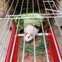 �����, �����, 42 ����