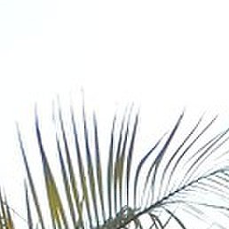 ���������, ������������, 45 ���