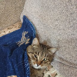 ���� ���������, �����, 60 ��� - ��������� 13 ������ 2024