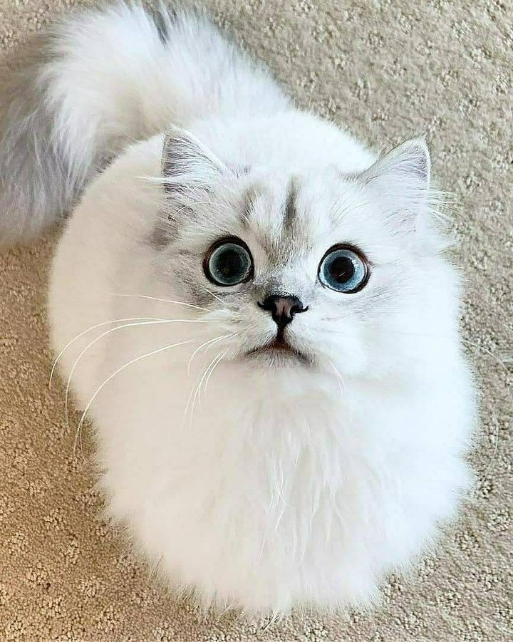    - ,      .     ... - 4