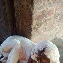 ���� Salman Ali, ������, 18 ��� - ��������� 11 ��� 2026 � ������ ���� ����������