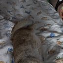  Galina,  -  9  2024    