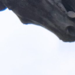 �����, �����-���������, 46 ���