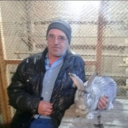 , 61, 