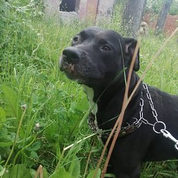 �����, ������, 42 ����