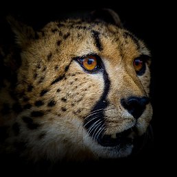 ����, ������, 50 ���