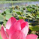 ���� ��������, ���������, 49 ��� - ��������� 28 ������ 2026 � ������ ���� ����������