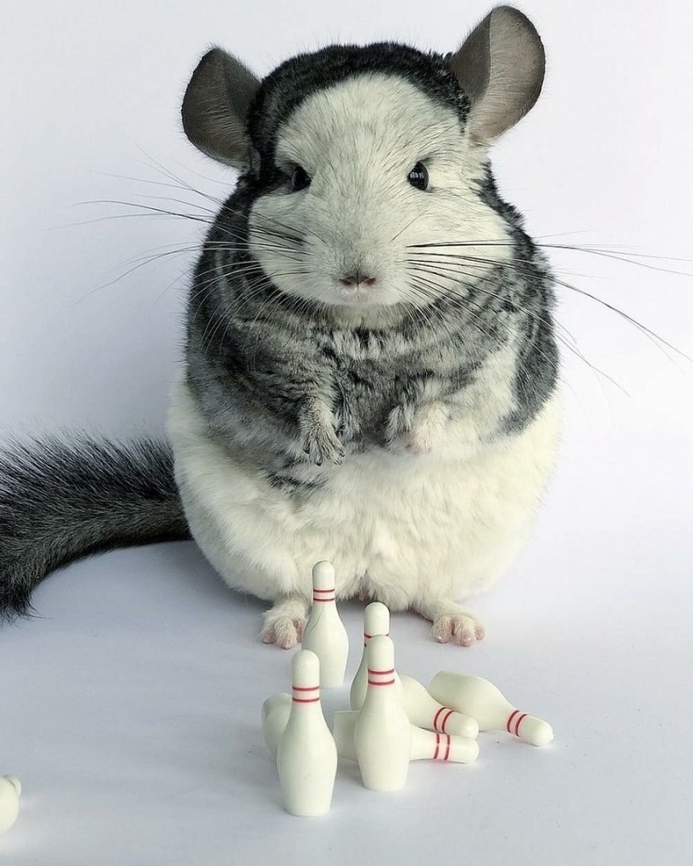  coa    ac, a   oo, o  x y a! - 8