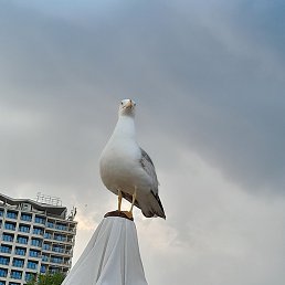 Stelian, �������, 47 ���