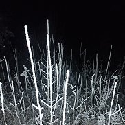 ��������, 41 ���, ���������