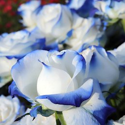 ���� Den, ���� - ��������� 11 ���� 2024