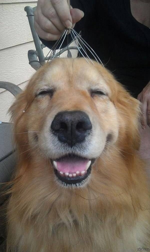 Пёс знает толк