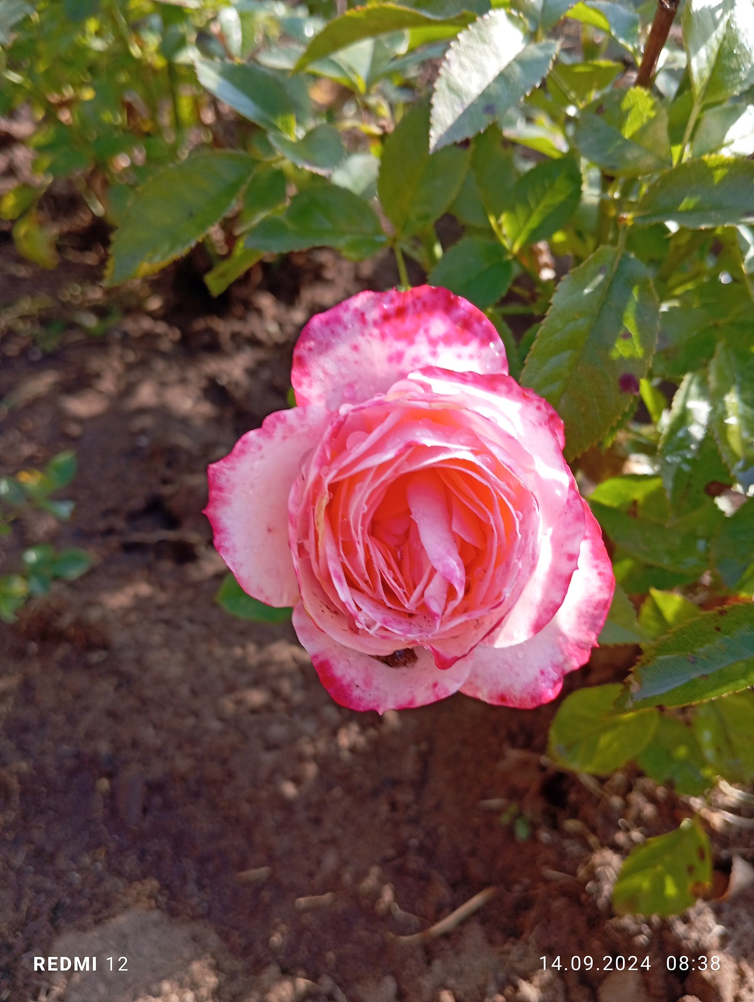  - 17  2024  13:20 - 2