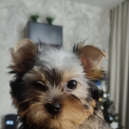 ���� ����, �������, 40 ��� - ��������� 25 ������� 2025