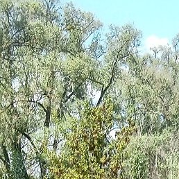 �������, ������, 36 ���