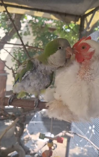 Какой настойчивый кавалер! Курица в шокe - 2