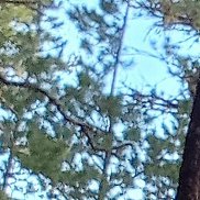 ����, 39 ���, ������