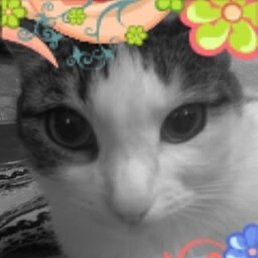 ��������, ���������, 56 ���