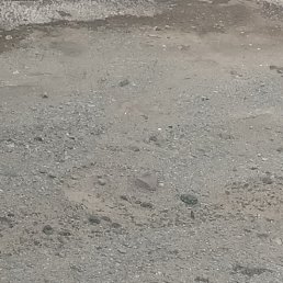 ���������, �����������, 52 ����