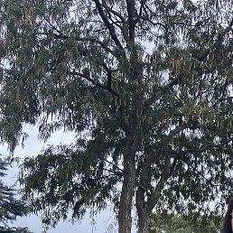 �������, ���������, 57 ���