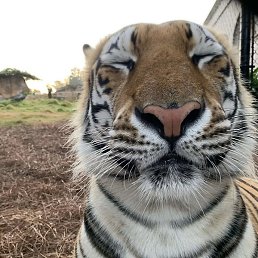 ������, ����, 21 ���