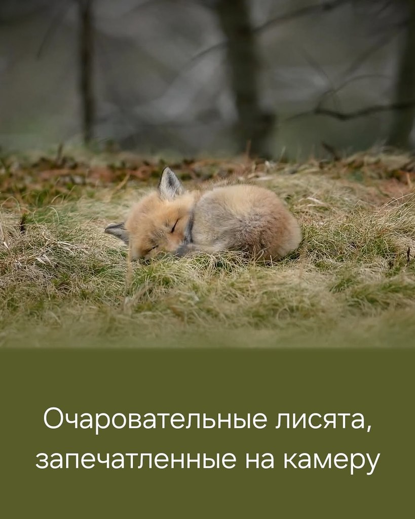 ������ ���� - ���������
