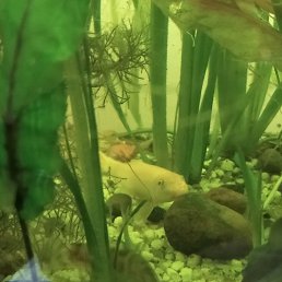 ���������, �����, 25 ���