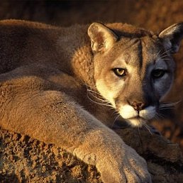 �����, �������-����������