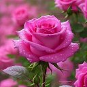 ���� �������, ������� - ��������� 31 ������� 2025 � ������ ���� ����������