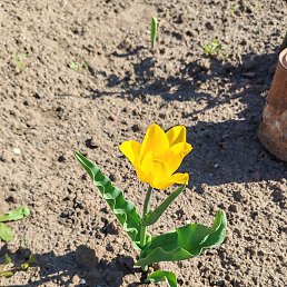 �����, ����������, 43 ����