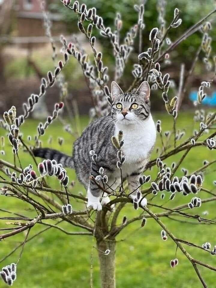 ))