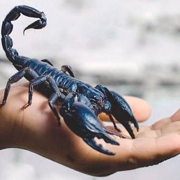 Yuri, �����, 62 ����