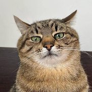 �����, 25 ���, ���������