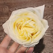 �����, 31 ���, ������