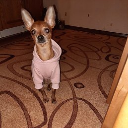 ����, �����-���������, 51 ���