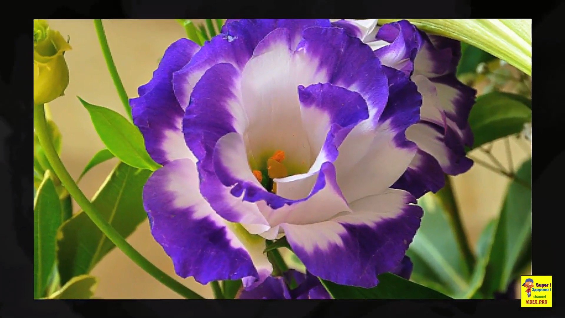   https://fotostrana.ru/away?to=/sl/bQ35 lisianthus