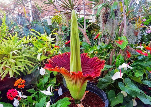   (Amorphophallus Titanium)           ...