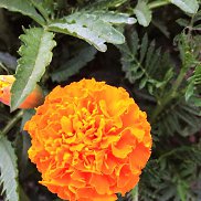 �������, 45 ���, ������