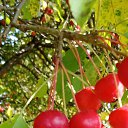 ���� C������, �������� - ��������� 20 �������� 2025 � ������ ���� ����������