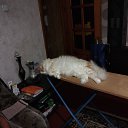 ���� ����, ������, 41 ��� - ��������� 16 ��� 2025 � ������ ���� ����������