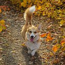 ���� �����, �����������, 49 ��� - ��������� 4 ������� 2023 � ������ ���� ����������