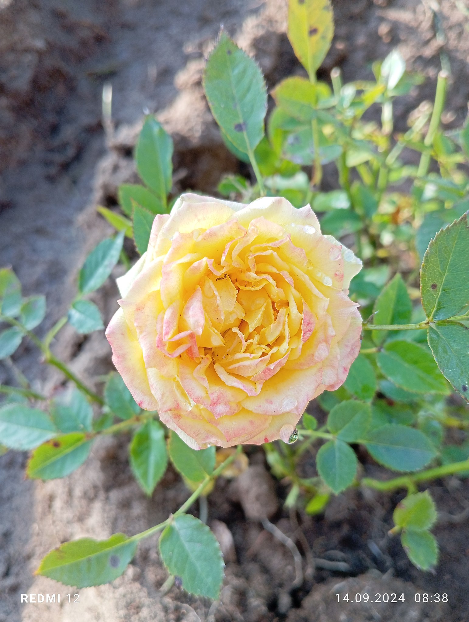  - 17  2024  13:20 - 4