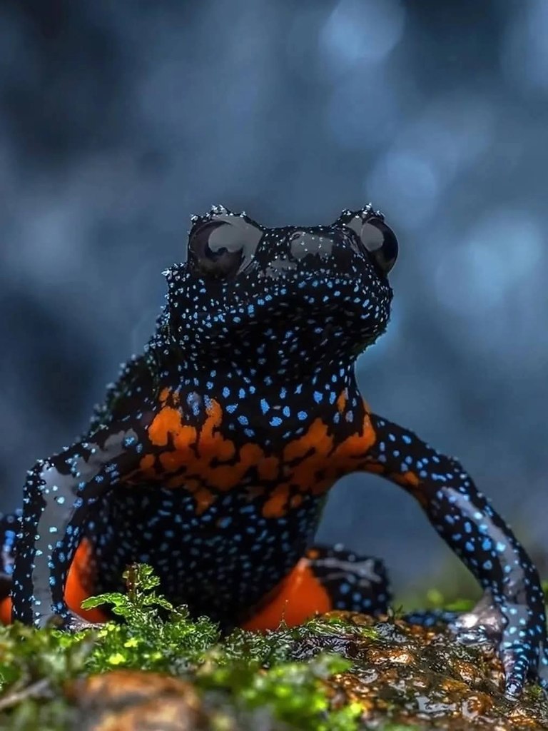 :)  -    ,        . ...