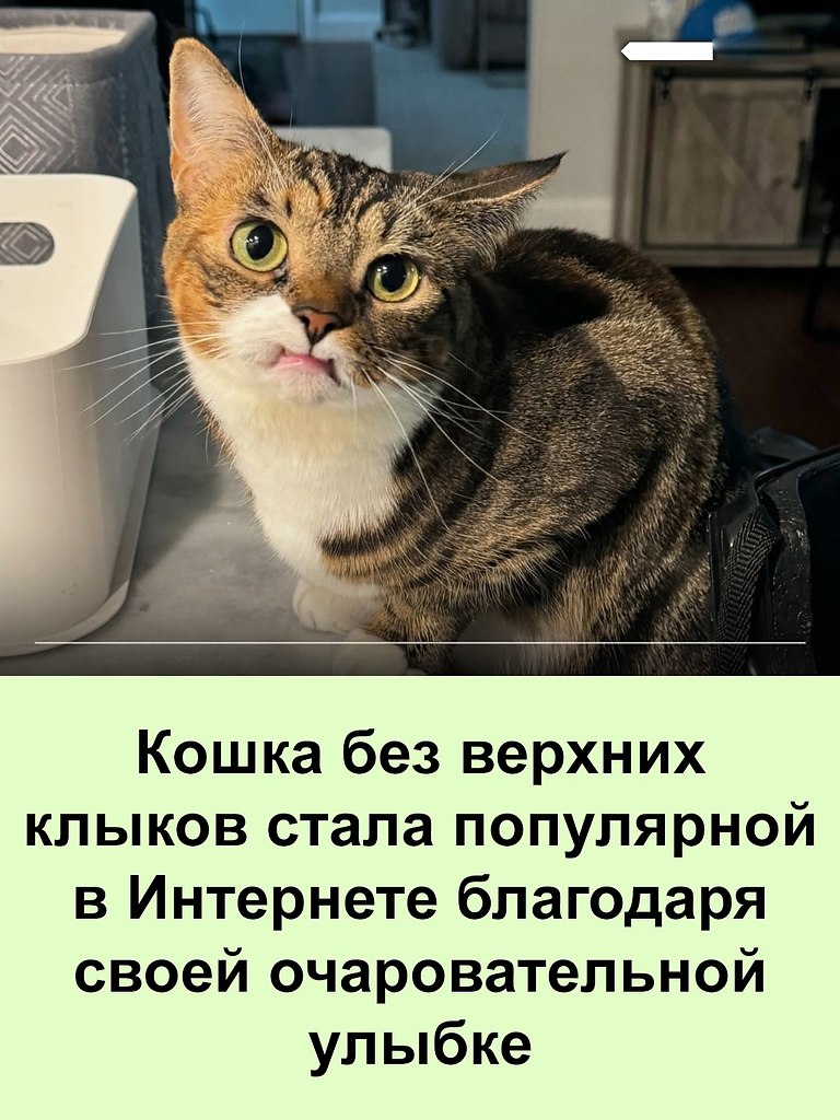 Полосатая кошка с постоянной лёгкой улыбкой