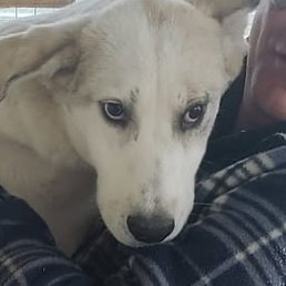 �������, ������, 48 ���