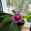 ���� ��������, ������, 39 ��� - ��������� 9 ���� 2024