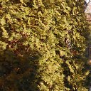 ���� Ninazorino, ������������, 56 ��� - ��������� 6 ����� 2024 � ������ ���� ����������