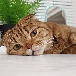 I N D, �����, 42 ����