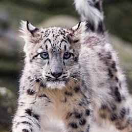 ��������, �����������, 47 ���