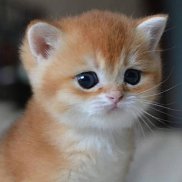 ������, 23 ����, ������� ��������